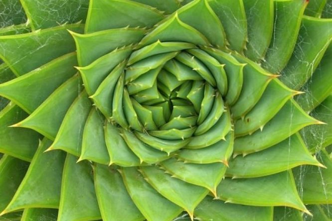 Roślina fibonacci
