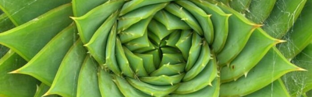 roślina fibonacci
