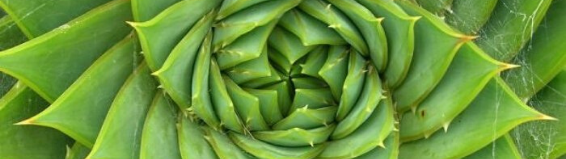 roślina fibonacci