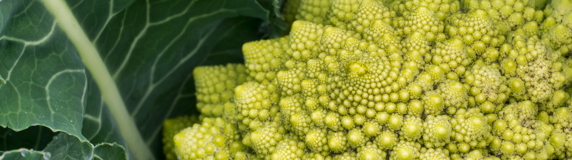 Roślina fibonacci
